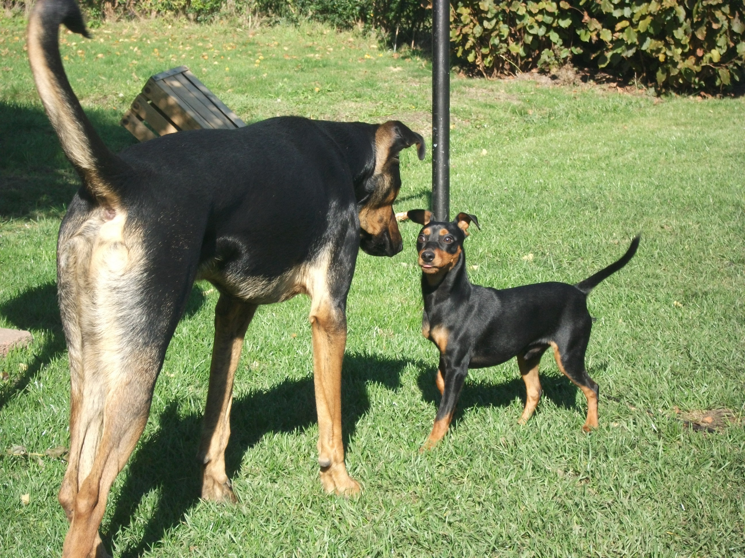 Freilauf Augsburger Hundeschule