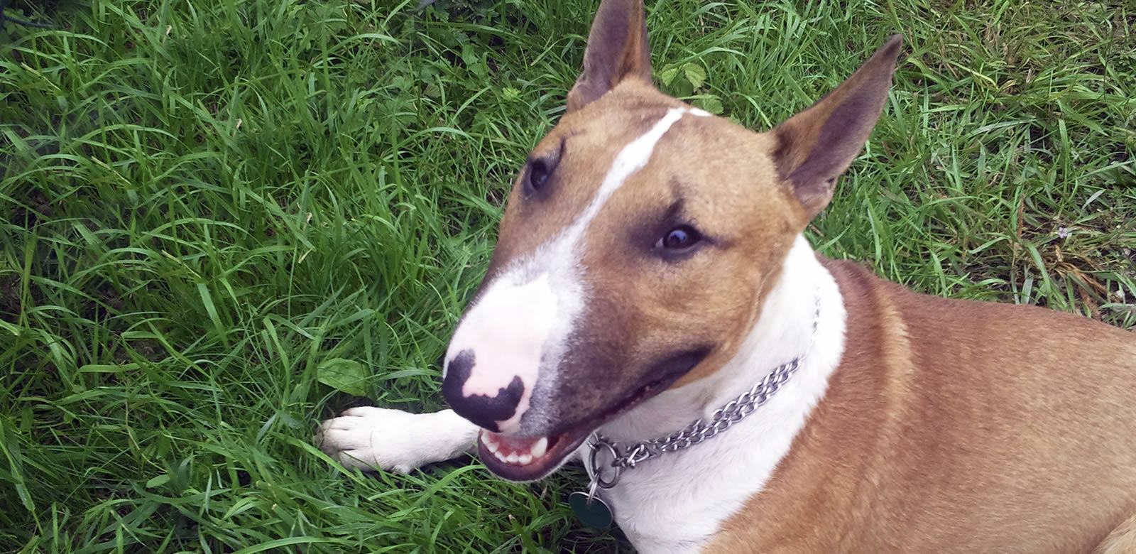 Wesenstest Augsburger Hundeschule