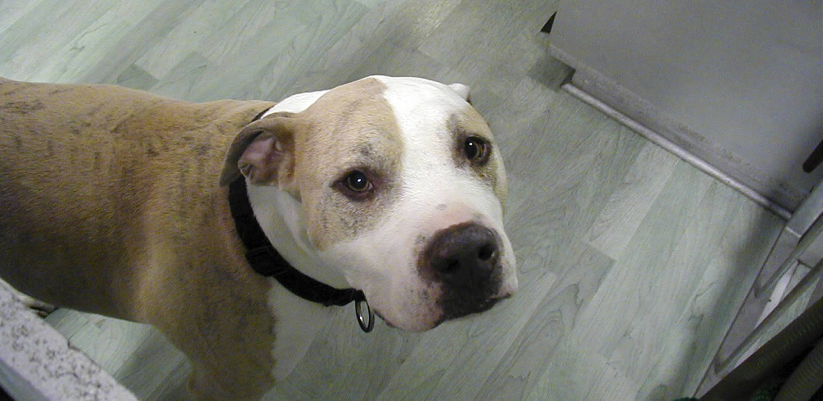 Wesenstest Augsburger Hundeschule