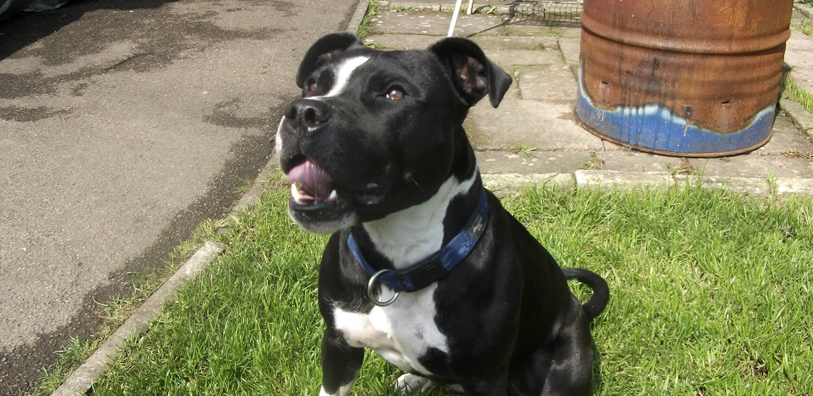 Wesenstest Augsburger Hundeschule